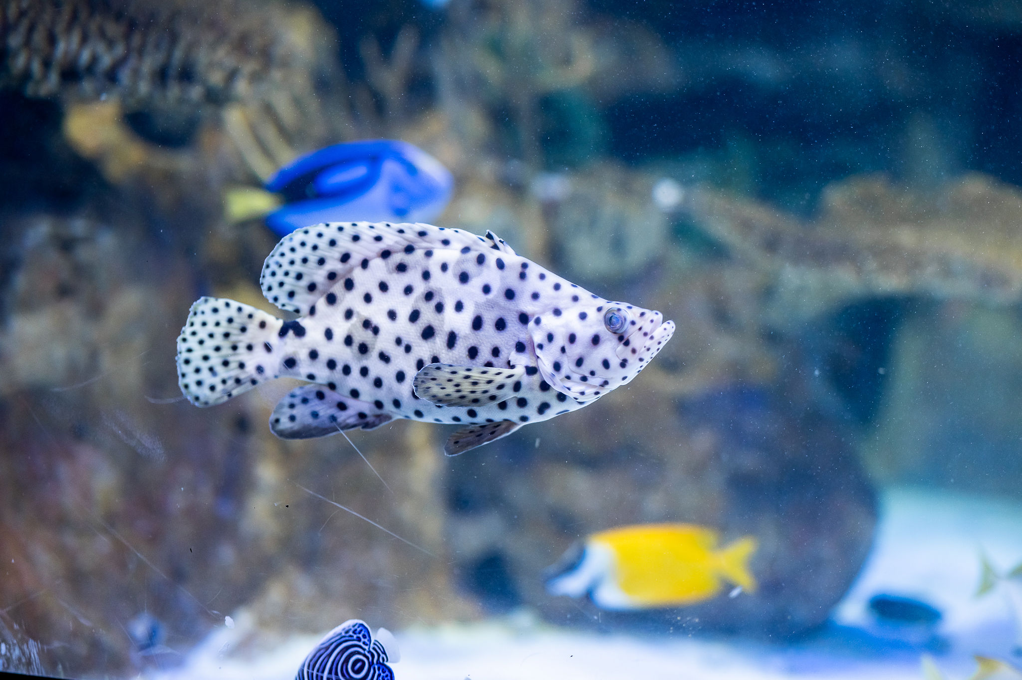 3 atividades imperdíveis para crianças no AquaRio