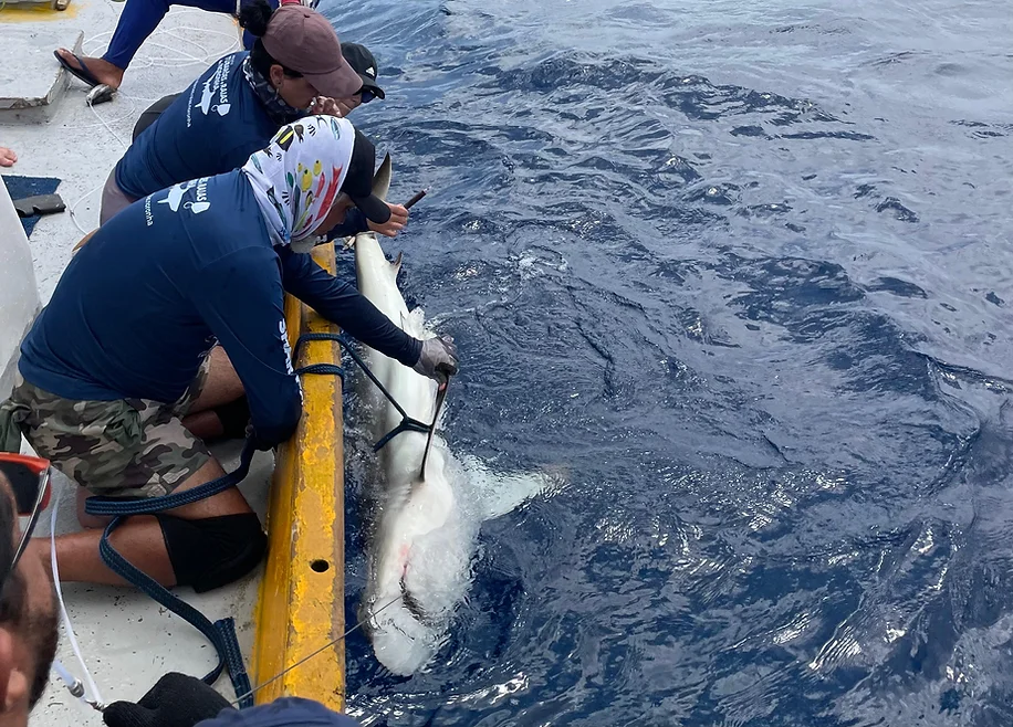 Projeto de pesquisa monitora Tubarões-tigre em tempo real em Fernando de Noronha