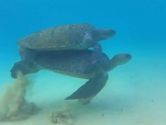 Recanto das Tartarugas: Vídeo registra casal de Tartaruga-Verde em cópula na Praia do Leão